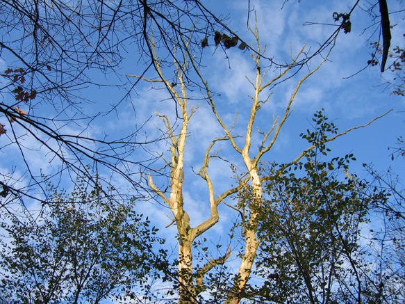 n_62_kö_J 84_alter-baum3.jpg